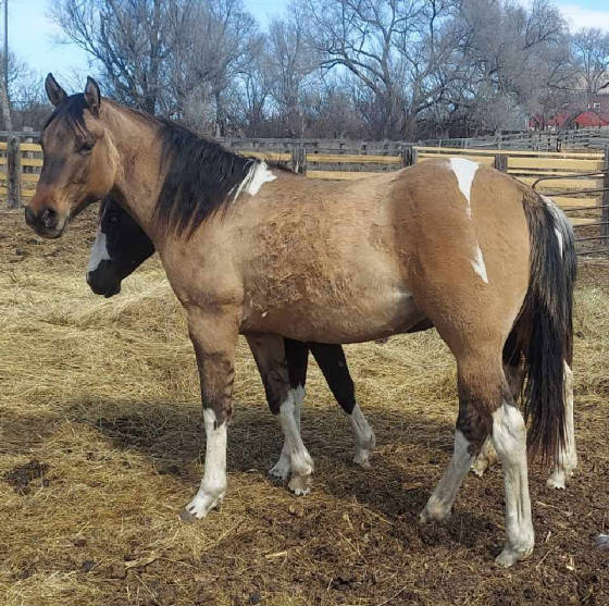 butterscotches2yearoldfilly.jpg