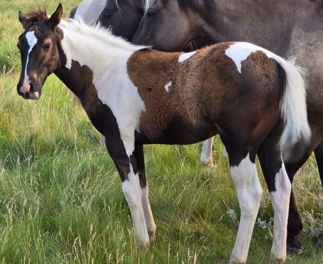 2024silversfilly.jpg